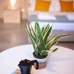 Olivia Mare Apartment